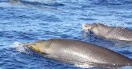El enigma de las ballenas que resisten sin oxígeno abre nuevas rutas para el avance médico