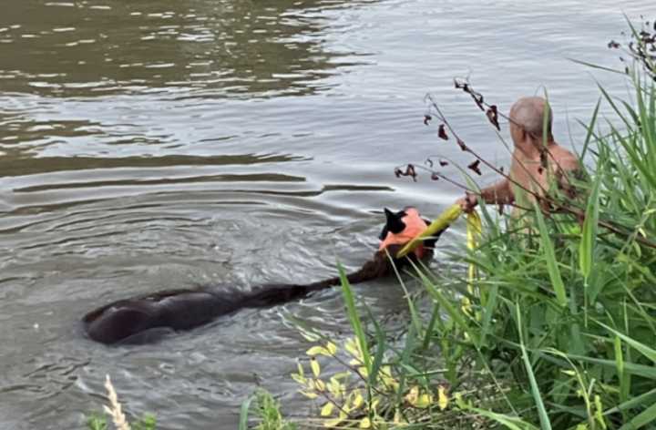 Watch: Horse rescued from Sheyenne River near Minnesota