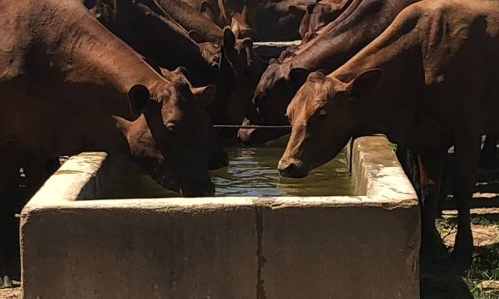 Extraen y sacrifican bovinos de la cuna del ganado Carora