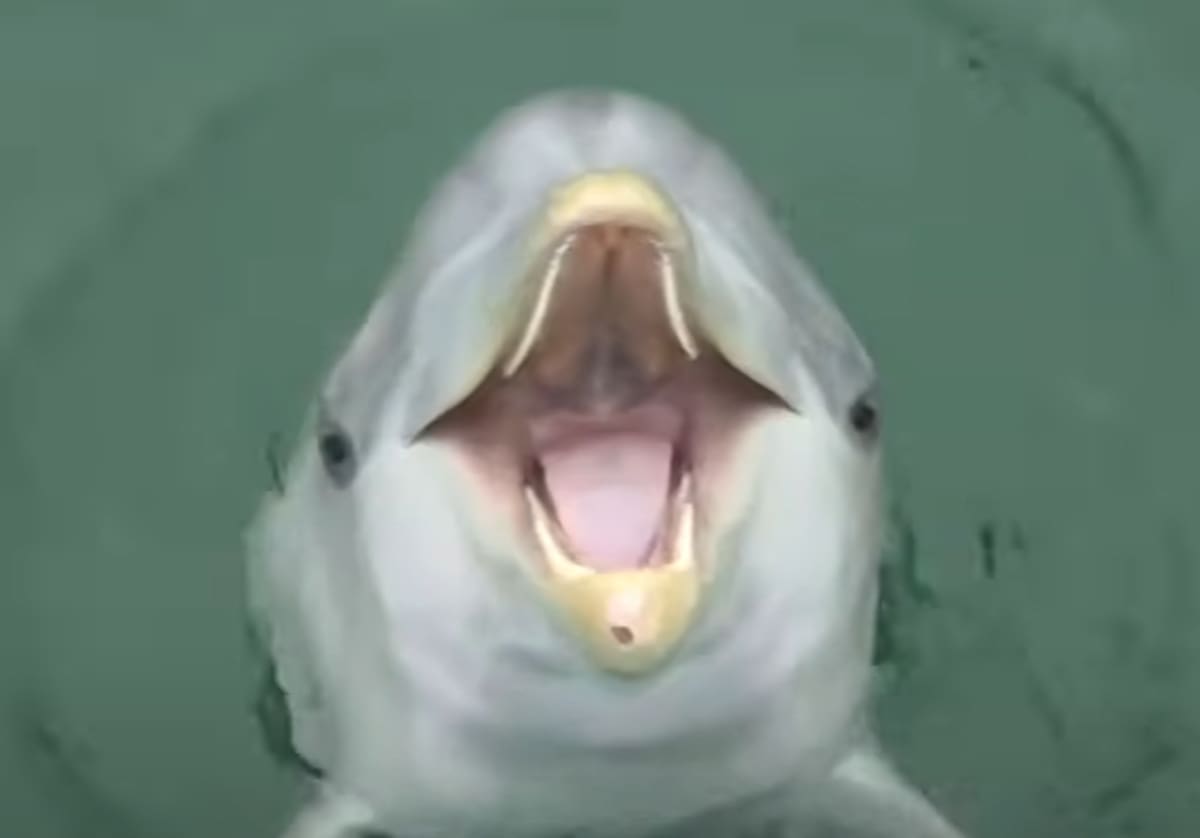 Son 10 ejemplares. Polémica por los delfines del Aquarium: el destino final y por qué no fueron trasladados aún tras el cierre del predio