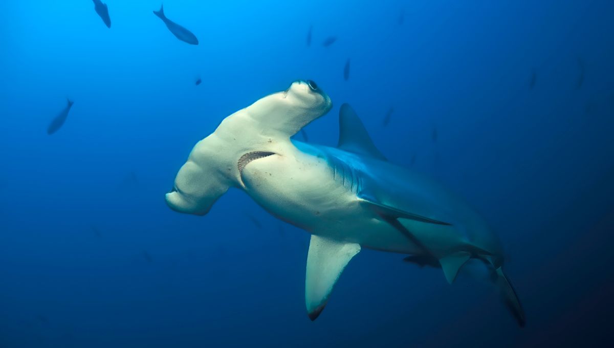 Why Do Hammerhead Sharks Have A Hammerhead?