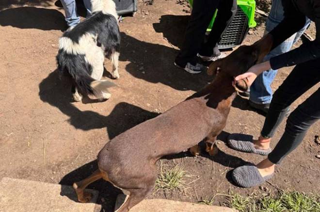 Rescatan a tres lomitos en #Toluca, tras denuncia de maltrato animal