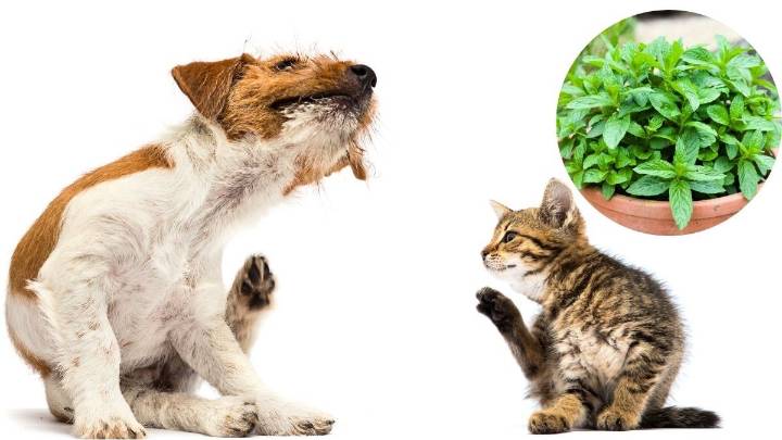 Cómo ahuyentar a las pulgas de mi mascota usando la planta de menta: truco casero efectivo