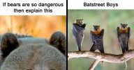 49 Times Wild Animals Were Turned Into Hilarious Memes