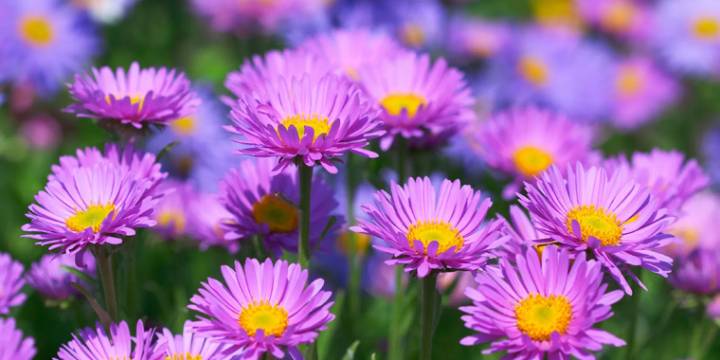 Renová el jardín en septiembre: las plantas que florecen en primavera y son fáciles de cuidar