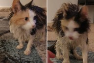 Cat's Transformation From Gutter Rescue to Living Like a Queen Melts Hearts