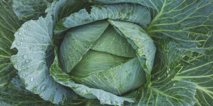 Cuáles son los 9 beneficios del repollo para la salud