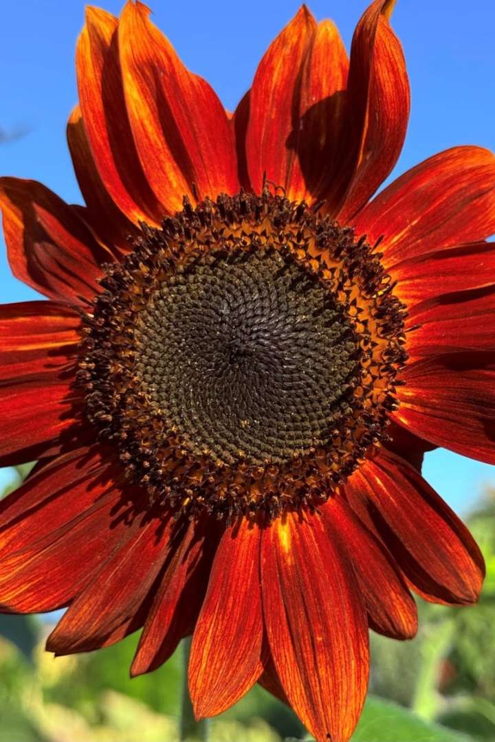 Richmond BC August 26, 2025 weather, news headlines, photos