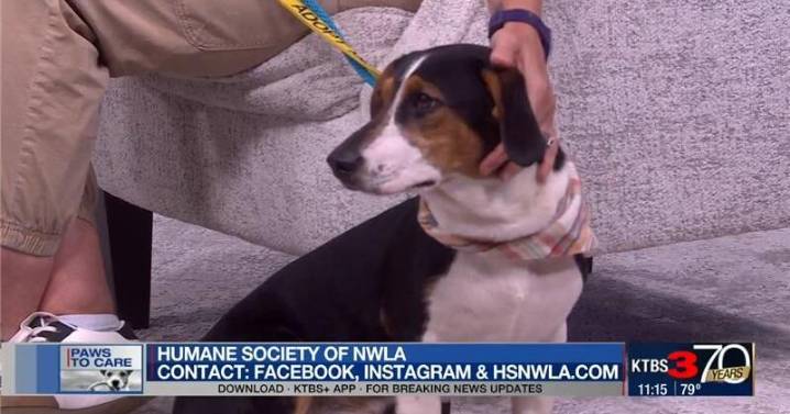 Paws to Care: Humane Society of NWLA