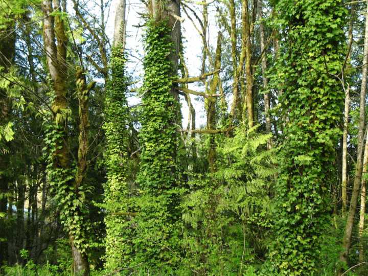Washington Ag departement adds 19 invasive plants to quarantine
