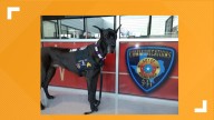 Therapy dog Tonka recovers after surgery in Texas
