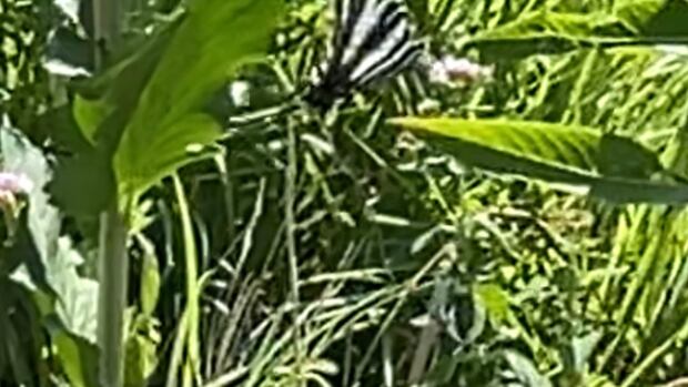 Rare butterfly spotted for 1st time in over a century at Toronto's High Park