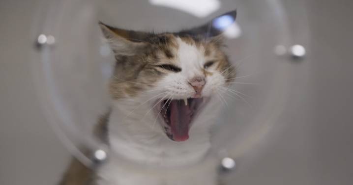 SLO County Animal Services offers discounted adoption rates to make room for Gifford Fire evacuees