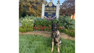 Conn. K-9 Dunkin nabs burglary suspect hiding in construction debris
