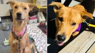 Ohio Shelter Dog Overjoyed To Meet Her New Foster Sister For The First Time