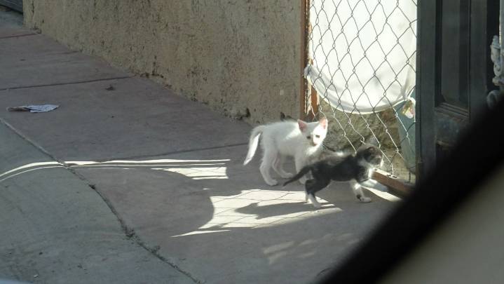 Refugio Gaticos rescata 40 gatos víctimas de violencia extrema en León