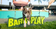 Bark and Play convoca a multitudes