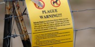 Plague discovered in South Lake Tahoe resident, officials say
