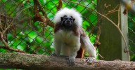 Así rescatan y rehabilitan al tití cabeciblanco, especie en peligro crítico, en el Valle de Aburrá