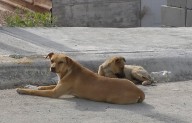 Hay 125 mil perros callejeros en Saltillo; enfrenta Municipio sobrepoblación