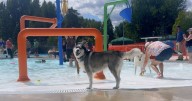Local dogs enjoy the Woodland Water Park at the Paws Splash Bash Event