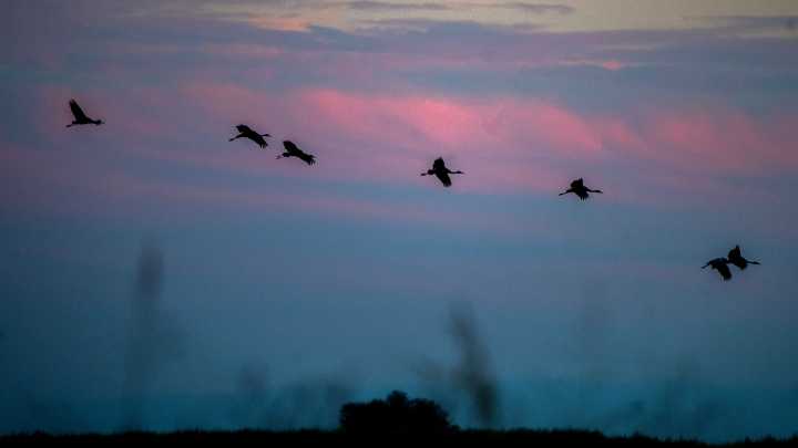 Fall migration in flight: What to know about bird species flying south