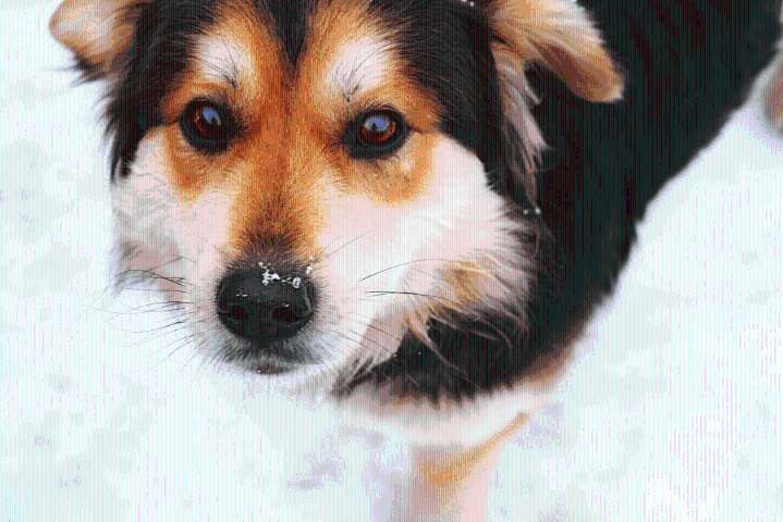 La función de los bigotes en los perros
