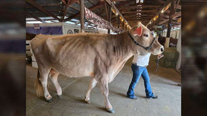 What’s happening at the Clark County Fair on Wednesday, Aug. 6
