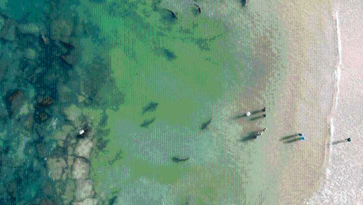 Unregulated Shark Feeding Can Encourage “Begging Behavior” Behind Fatal And Extremely Rare Shark Attack