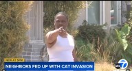 South LA residents say their neighborhood is infested with cats