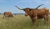 Texas longhorn alive, well and living in Colorado