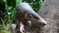 El pangolín está oficialmente en "alto riesgo" de extinción