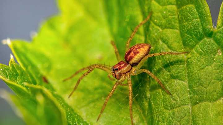 Your eight-legged garden friend
