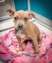 'Final Countdown': OKC Animal Welfare urges adoptions in Clearing the Shelters event