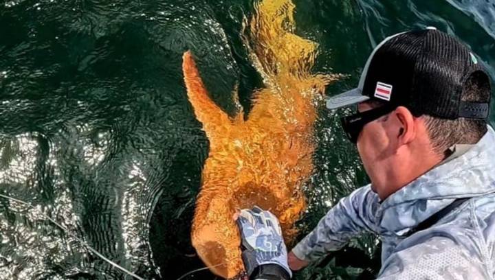 World's Current Only Known Bright Orange Shark With Xanthism Spotted Off Costa Rica
