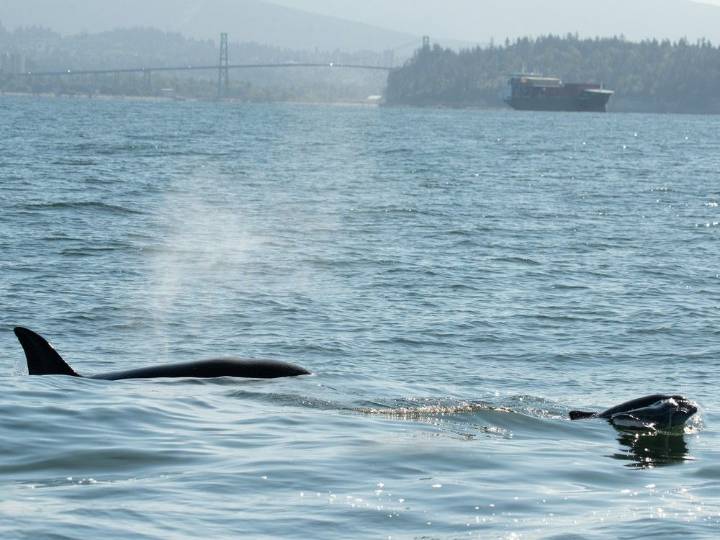 Video: 'Quite the show': Orcas get up close with B.C. boaters