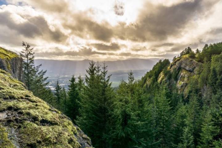 Officials ponder renewed harvesting in dormant North Cowichan municipal forest