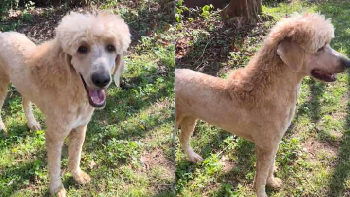Alabama Owner Takes His Dog To The Groomer, The Result Makes The Internet Laugh Hard