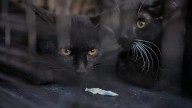 Buscan hogar 18 perros y 10 gatos en feria de adopción de la Nova Spania