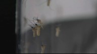4 cases of West Nile virus under investigation in New Jersey, including in child