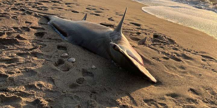Rare great hammerhead shark washes ashore on North Carolina beach