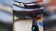This Alabama Dog Couldn't Stop Crying At Owners' Car And The Reason Was Stunning