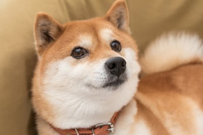 Is Shiba Inu a Millionaire