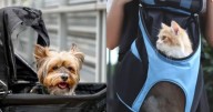 Transporte urbano "pet friendly" en la capital jujeña