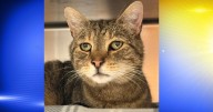Pet of the Week: Clyde