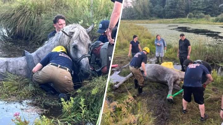 Crews rescue horse stuck in swamp in Thompson