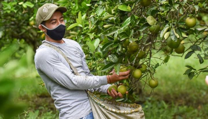 Naranjas, limones y aguacates para "seguir transformando vidas a través del campo"