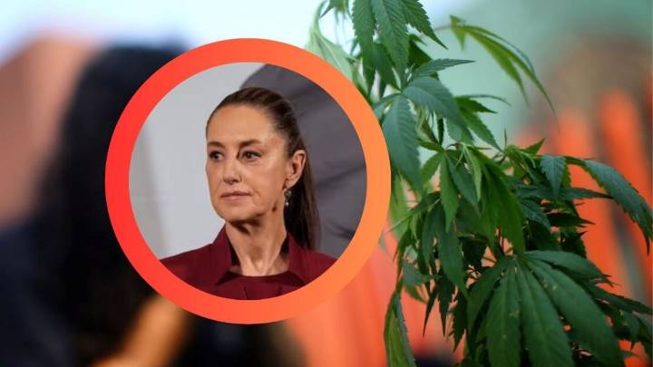 'Que no se preste para venta de otras drogas': Sheinbaum aborda regulación de zonas de cannabis