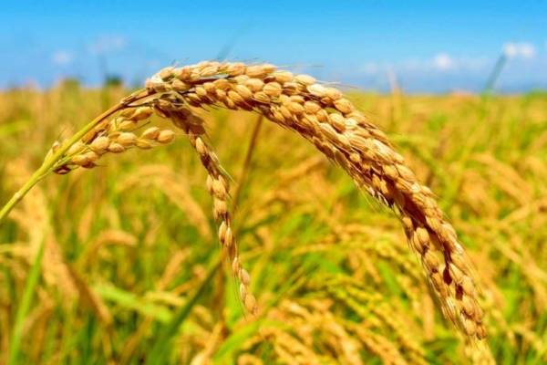 Producción de arroz y maíz se incrementan en más de 70% con políticas agrícolas