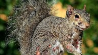 Terrifying plague of ‘zombie squirrels’ erupts as critters covered in oozing pus